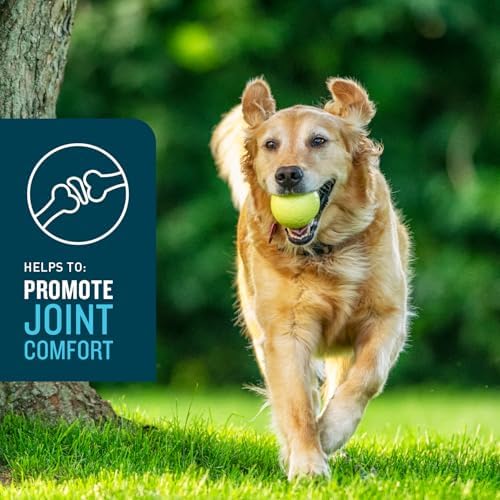 VetIQ Advanced Hip & Joint Chews for Dogs – 60 Chicken-Flavored Supplements with Glucosamine, Chondroitin, and Omega-3 for Enhanced Mobility